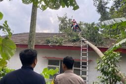 Satu orang tewas tertimpa pohon tumbang saat angin kencang di Jember