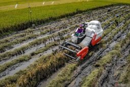 Luas panen dan produksi padi di Indonesia