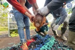BKSDA--YIARI selamatkan bayi orangutan di kebun sawit Ketapang Kalbar