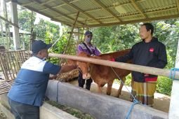 Disnak Tulungagung identifikasi 59 ekor ternak terpapar PMK