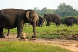 Kemenhut umumkan sejumlah TN dan TWA tutup saat libur Lebaran