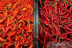 Harga daging ayam Rp41.050/kg, cabai rawit Rp78.900/kg