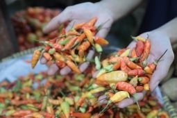 Kenaikan harga cabai rawit picu inflasi Madiun pada Februari