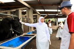 Khofifah pastikan stok hewan kurban di Jatim surplus dan aman