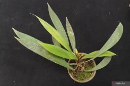 BRIN identifies three new Homalomena species in Sumatra