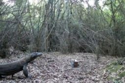 BKSDA pasang 12 kamera pantau pergerakan Komodo di Manggarai Timur