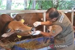 Pemkab Pamekasan awasi ketat hewan jelang Idul Adha