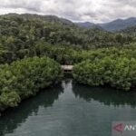 Menhut ungkap strategi penguatan ekosistem pasar karbon nasional