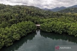 Menhut ungkap strategi penguatan ekosistem pasar karbon nasional