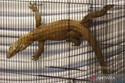 Polda Jatim gagalkan penyelundupan satwa dilindungi