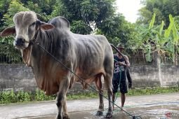 Mbah Iran, sapi peternak Bantul terpilih jadi hewan kurban Presiden Prabowo