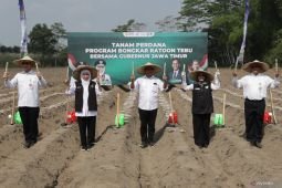 Gubernur Jatim tanam tebu program bongkar ratoon