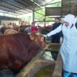 Pemprov Jatim kerahkan tim pemeriksa kesehatan hewan jelang Idul Adha