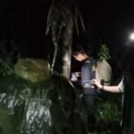 BKSDA Sumbar siapkan opsi tembak bius evakuasi harimau sumatra