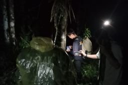 BKSDA Sumbar siapkan opsi tembak bius evakuasi harimau sumatra