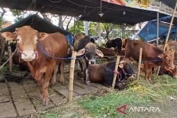 Tips memilih hewan kurban untuk Idul Adha