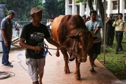 Heboh sapi kurban banpres, MUI sebut penggunaan APBN tak bermasalah