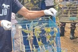 BBKSDA NTT lepasliarkan 1.000 ekor burung di Manggarai Barat