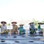 Pemkab Lamongan optimalkan pekarangan perkuat ketahanan pangan