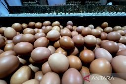 Harga pangan terbaru: telur Rp30 ribu/kg, bawang merah tembus Rp55 ribu