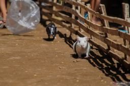 Tradisi Karapan Marmot di Lumajang