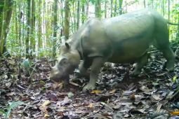 The last two: Indonesia's high-stakes IVF rhino rescue