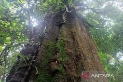 Taman Nasional Kutai jaga kelestarian enam flora penting