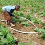 Perawatan tanaman tembakau saat Kemarau