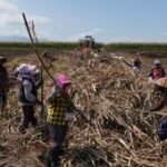 PG Ngadiredjo fasilitasi petani tebu lewat program bongkar ratoon