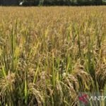 DPRD Batu siapkan perda LP2B lindungi lahan pertanian pangan