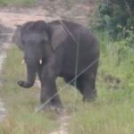 Pemerintah terbitkan Inpres Penyelamatan Gajah Sumatera dan Kalimantan