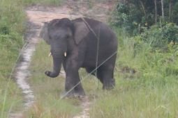Pemerintah terbitkan Inpres Penyelamatan Gajah Sumatera dan Kalimantan