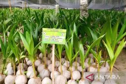 Kementan targetkan 151.554 hektare kawasan hilirisasi kelapa pada 2026