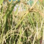 Produksi beras di Banyuwangi surplus, topang cadangan pangan nasional