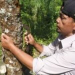 Produksi karet PDP Kahyangan Jember