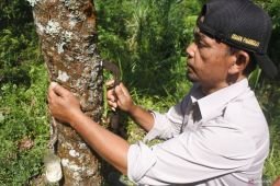 Produksi karet PDP Kahyangan Jember