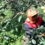 Revitalisasi lahan apel di Batu