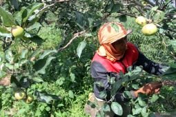 Revitalisasi lahan apel di Batu