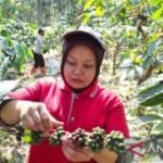 BUMD Kahyangan terapkan budidaya monokultur untuk tingkatkan produksi