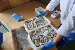 RI, China hold joint inspection of fishery products to secure exports