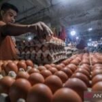 Harga cabai rawit capai Rp61.900/kg dan telur ayam Rp29.050/kg per Rabu pagi