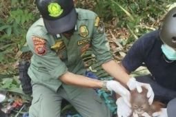 Govt relocates Bornean orangutans to safety amid severe dry season