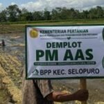 Pemkab Blitar uji coba sistem tanam PM-AAS untuk petani