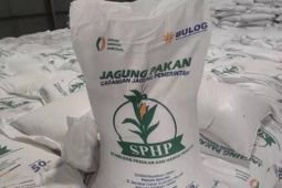 Kementan kawal SPHP jagung untuk peternak, tersalur 127 ribu ton