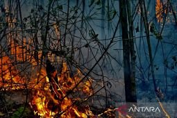 Indonesia sanctions 6 firms after 1,511 hectares burn in Kalimantan