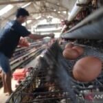 Kementan siapkan juknis penyerapan telur bagi SPPG Rp26.500/kg
