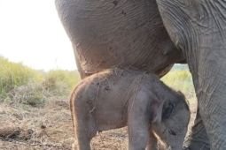 Kado HUT RI, Kemenhut umumkan kelahiran anak gajah di PKG Jalur 21