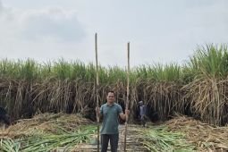 PG Ngadiredjo: Program bongkar ratoon tingkatkan produktivitas petani
