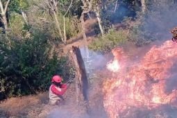 Perhutani: Titik api kembali ditemukan di Gunung Butak, Jatim