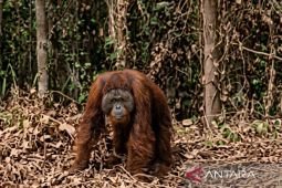 BKSDA jelaskan kronologi penanganan orangutan di Kutai Timur